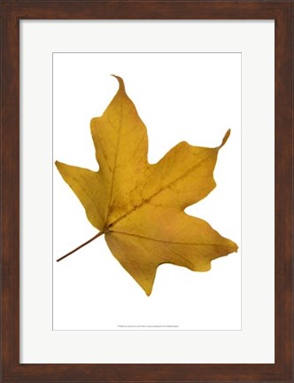 Framed Leaf Inflorescence II Print