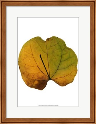 Framed Leaf Inflorescence III Print