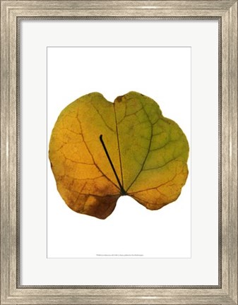 Framed Leaf Inflorescence III Print