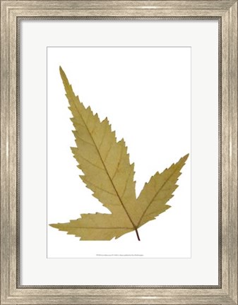 Framed Leaf Inflorescence IV Print