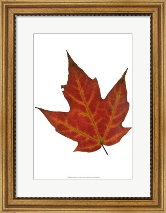 Framed Leaf Inflorescence V Print