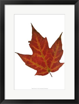Framed Leaf Inflorescence V Print