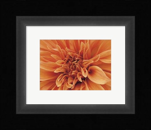 Framed Mini Graphic Dahlia I Print