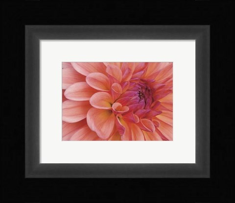 Framed Mini Graphic Dahlia II Print