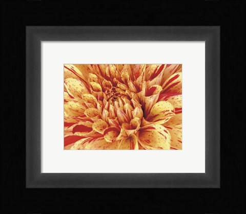 Framed Mini Graphic Dahlia III Print