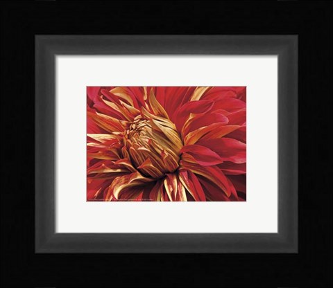 Framed Mini Graphic Dahlia IV Print