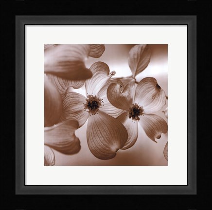 Framed Dogwood Print