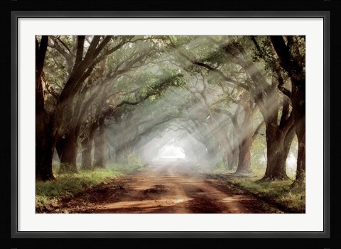 Framed Evergreen Plantation A Print