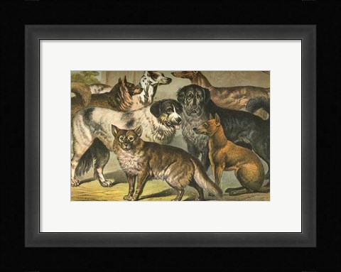 Framed Johnson's Dog Breeds I Print
