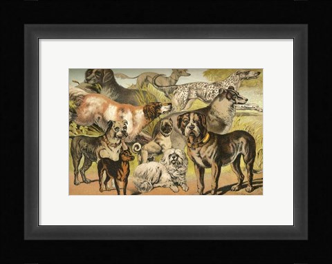 Framed Johnson's Dog Breeds II Print