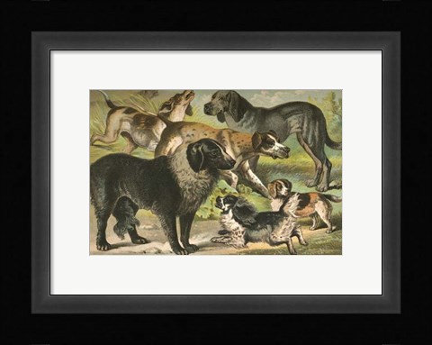 Framed Johnson's Dog Breeds III Print