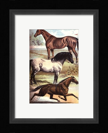 Framed Johnson's Horse Breeds I Print