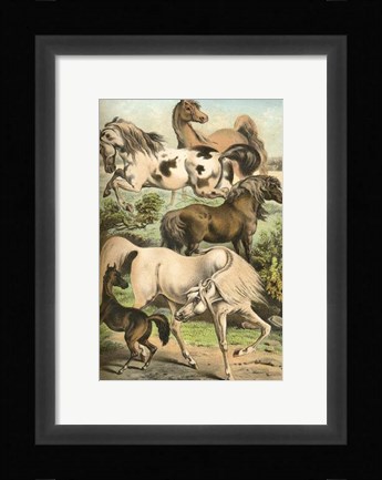 Framed Johnson's Horse Breeds II Print