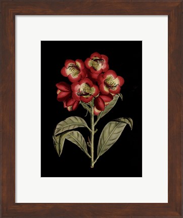 Framed Crimson Flowers on Black III Print