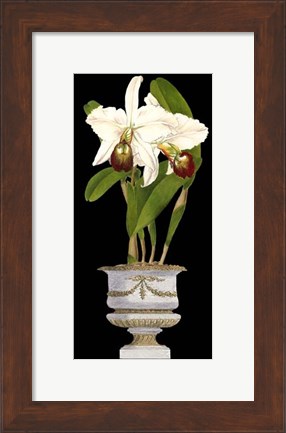 Framed Small Orchids in Silver (IP) II Print