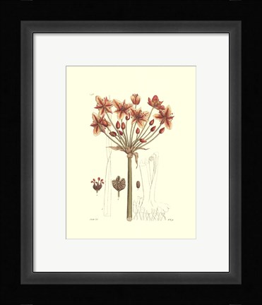 Framed Antique Floral Plate IV Print