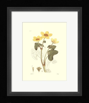 Framed Antique Floral Plate VII Print