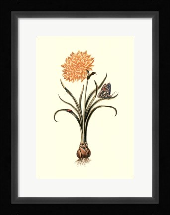 Framed Flora &amp; Fauna III Print