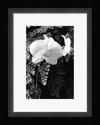 Framed Striking Orchids I Print