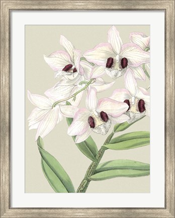 Framed Small Orchid Blooms II (P) Print