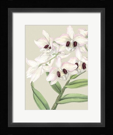 Framed Small Orchid Blooms II (P) Print