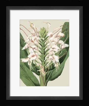 Framed Small Orchid Blooms IV (P) Print