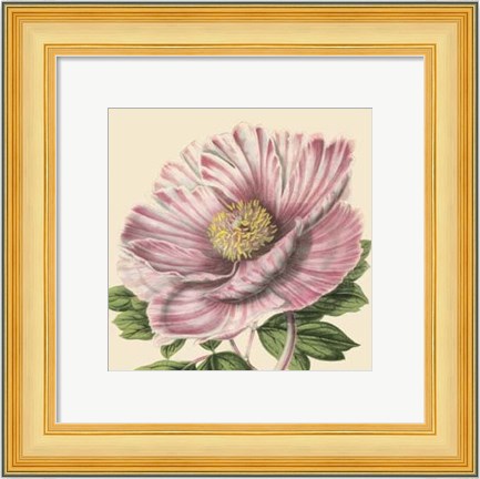 Framed Small Peony Collection II (P) Print