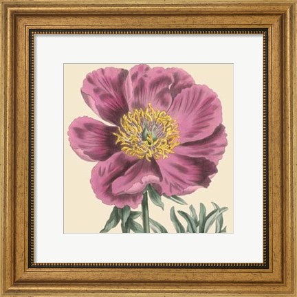 Framed Small Peony Collection III (P) Print