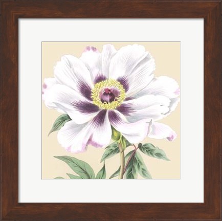 Framed Small Peony Collection VI (P) Print