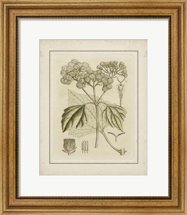 Framed Small Tinted Botanical IV (P) Print