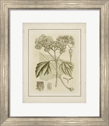 Framed Small Tinted Botanical IV (P) Print