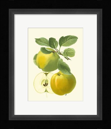 Framed Antique Green Apple Print