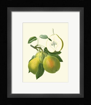 Framed Antique Green Pear Print