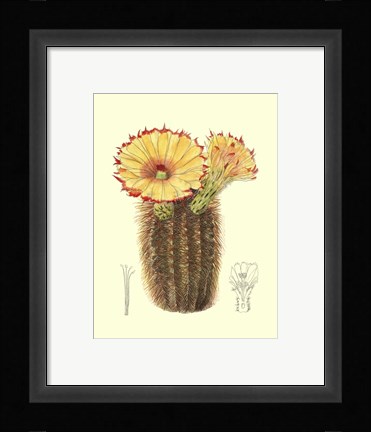 Framed Flowering Cactus I Print