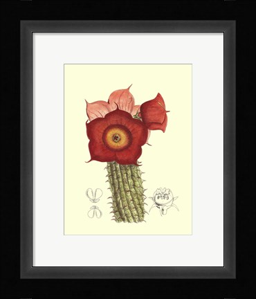 Framed Flowering Cactus II Print