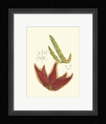 Framed Flowering Cactus IV Print