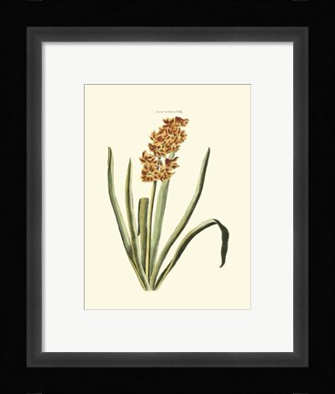 Framed Antique Hyacinth VIII Print