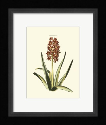 Framed Antique Hyacinth XVI Print