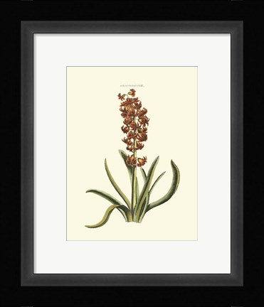 Framed Antique Hyacinth VII Print