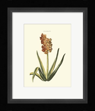 Framed Antique Hyacinth XV Print