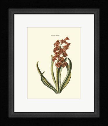 Framed Antique Hyacinth V Print