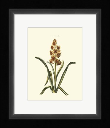 Framed Antique Hyacinth IX Print
