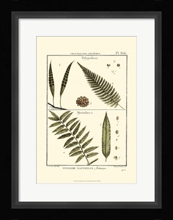 Framed Fern Classification I Print