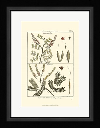 Framed Fern Classification II Print
