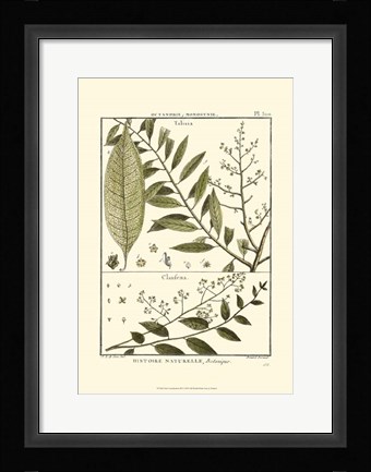 Framed Fern Classification III Print