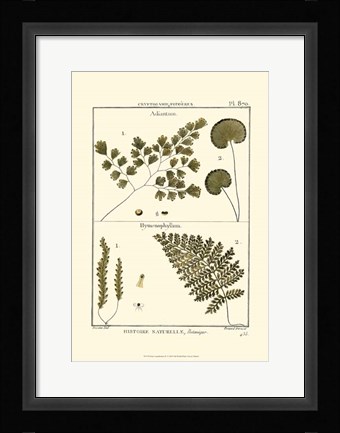 Framed Fern Classification IV Print