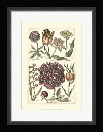 Framed Floral Bounty V Print