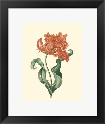 Framed Tulipa VI Print