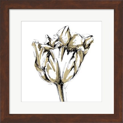 Framed Small Tulip Sketch I Print