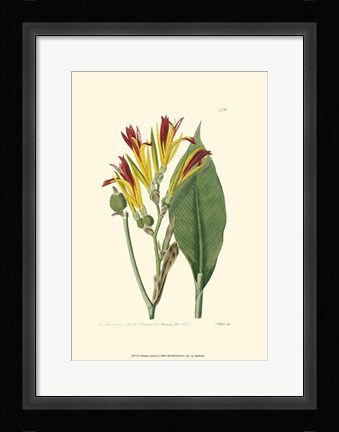 Framed Antique Canna I Print